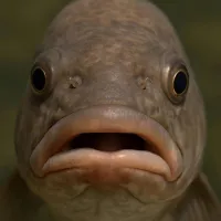 Kemenesi Tamás