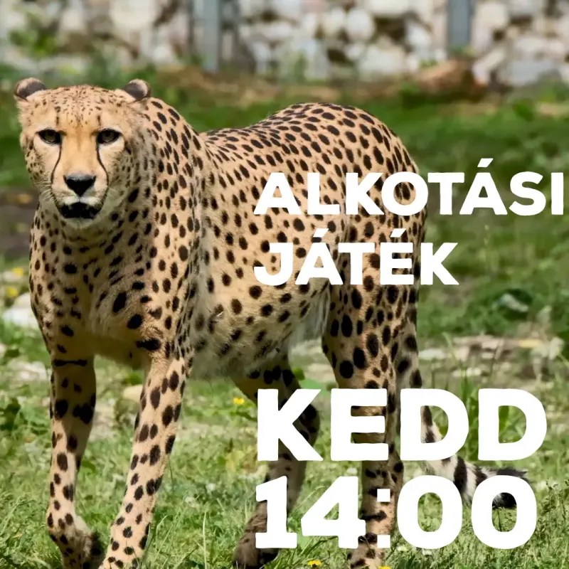 Alkoss témát kedd kora délutánig!