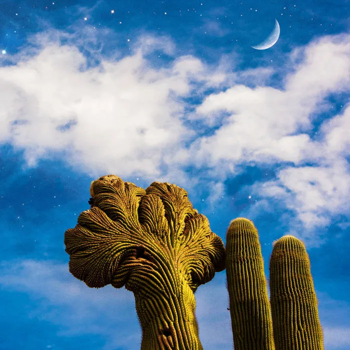 Diespnea - Radici (2025)