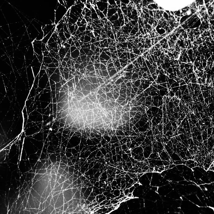 Hadopelagyal - Haematophoryktos (2025)